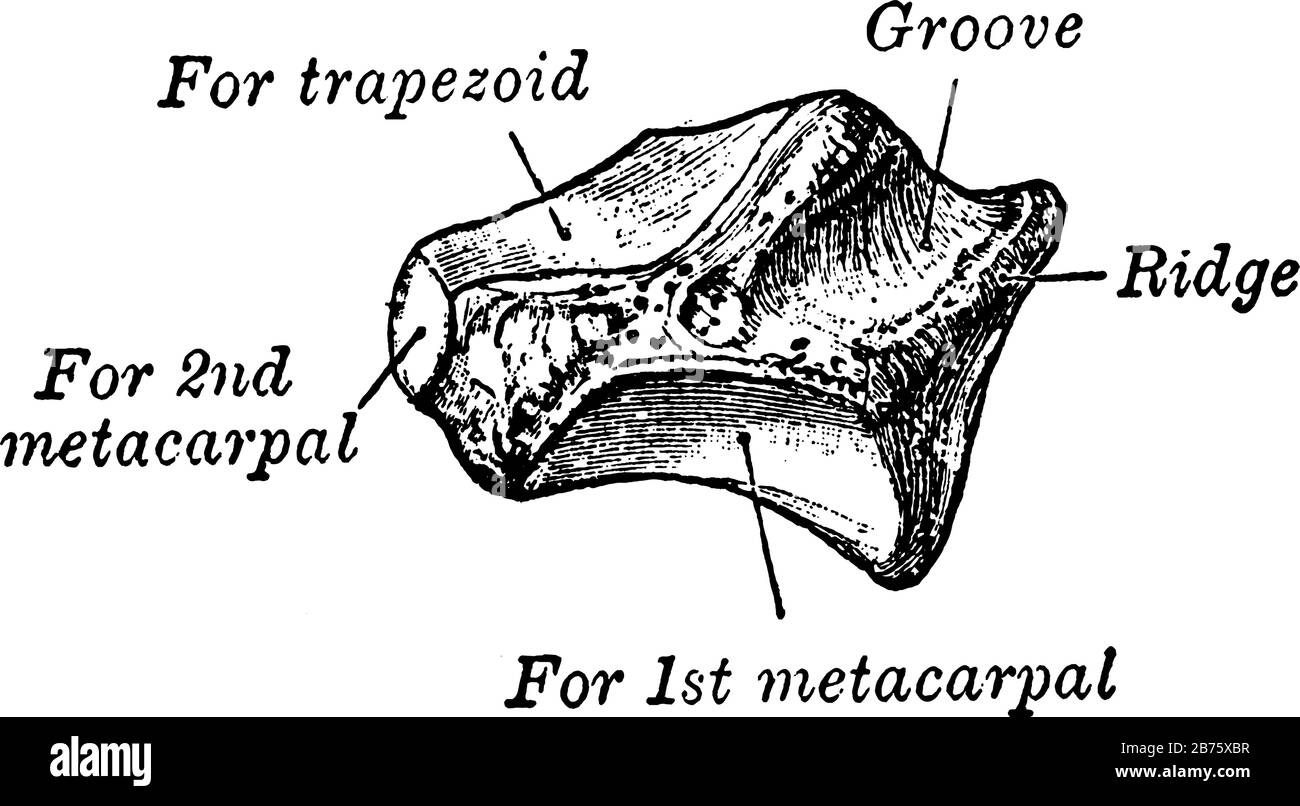 Cette illustration représente le trapézoïdal, le dessin de lignes anciennes ou l'illustration de gravure. Illustration de Vecteur