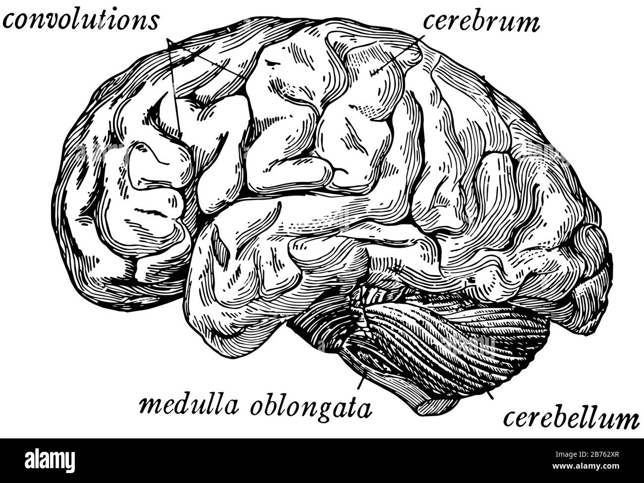 Le cerveau vu du côté montrant les trois principales divisions, le dessin de ligne vintage ou l'illustration de gravure. Illustration de Vecteur