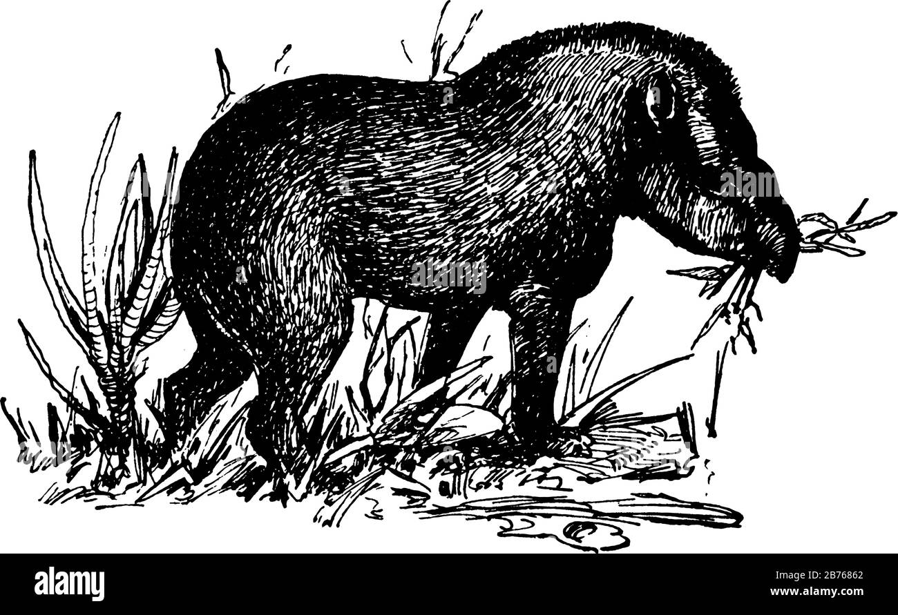 Un animal mangeant de l'herbe, dessin de ligne vintage ou gravure illustration Illustration de Vecteur