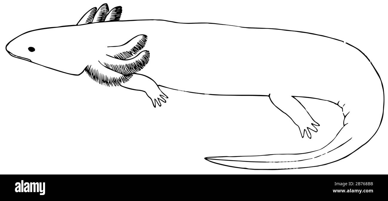 Mud Puppy a deux paires de jambes, dessin vintage de ligne ou illustration de gravure. Illustration de Vecteur