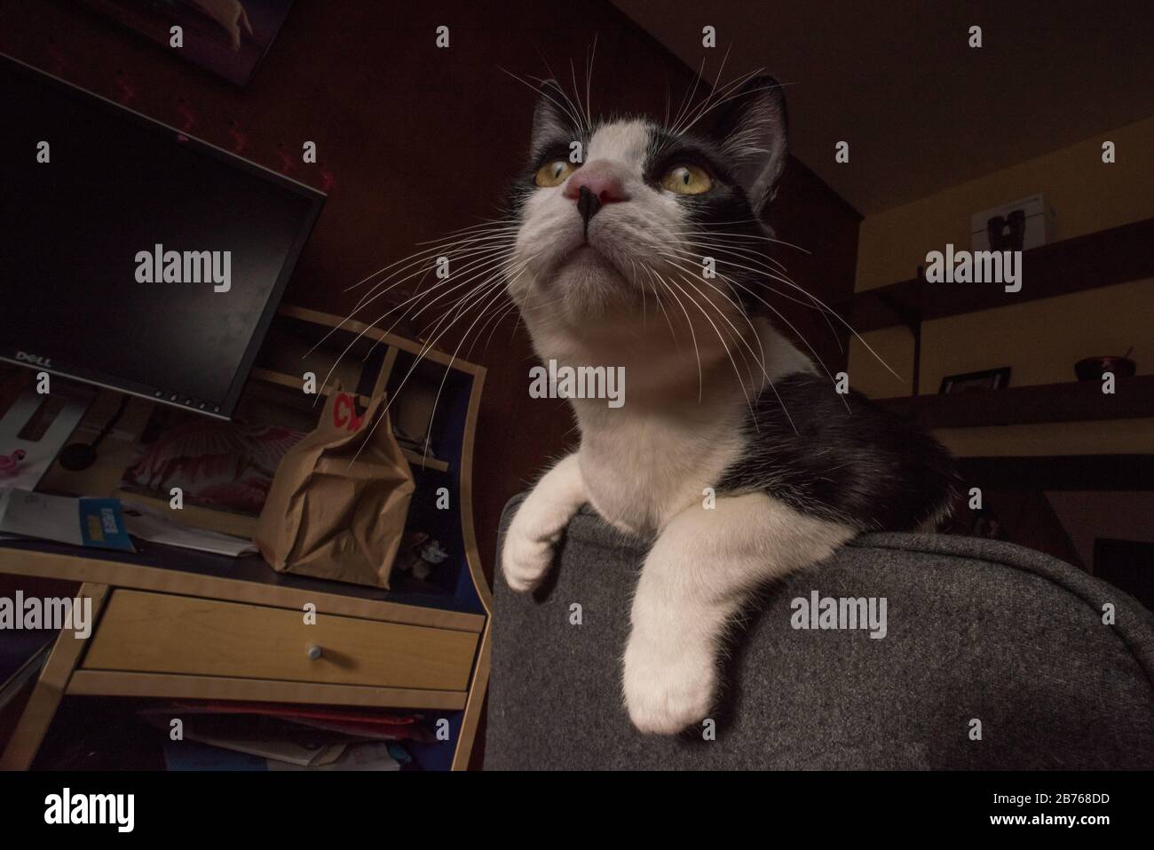 Un chat adopté regarde son nouvel appartement et mend pour des friandises. Banque D'Images