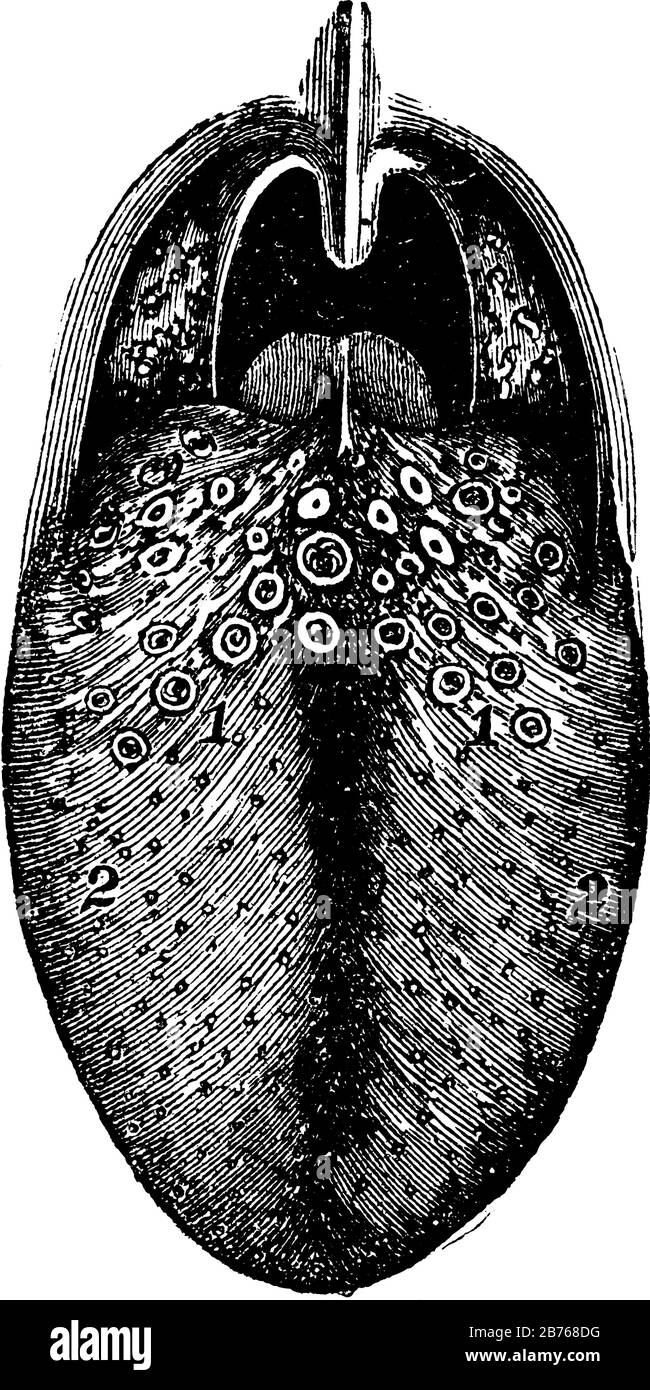 Cette illustration représente La languette, le dessin de ligne vintage ou l'illustration de gravure. Illustration de Vecteur