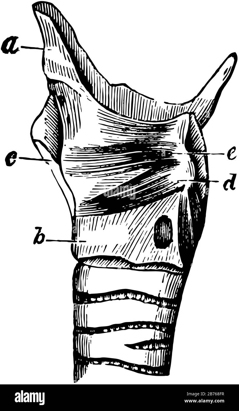 Cette illustration représente Les Muscles du Larynx et de l'épiglotte, le dessin de lignes anciennes ou l'illustration de gravure. Illustration de Vecteur