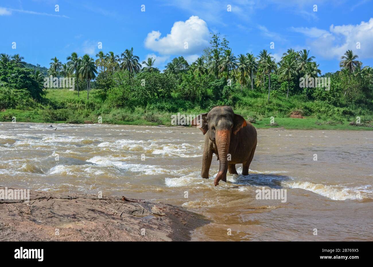 Éléphants sur la rivière près de l'orphelinat d'éléphants de Pinnawala au Sri Lanka Banque D'Images