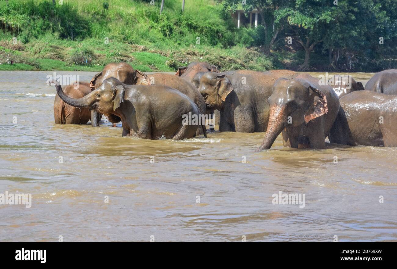Éléphants sur la rivière près de l'orphelinat d'éléphants de Pinnawala au Sri Lanka Banque D'Images