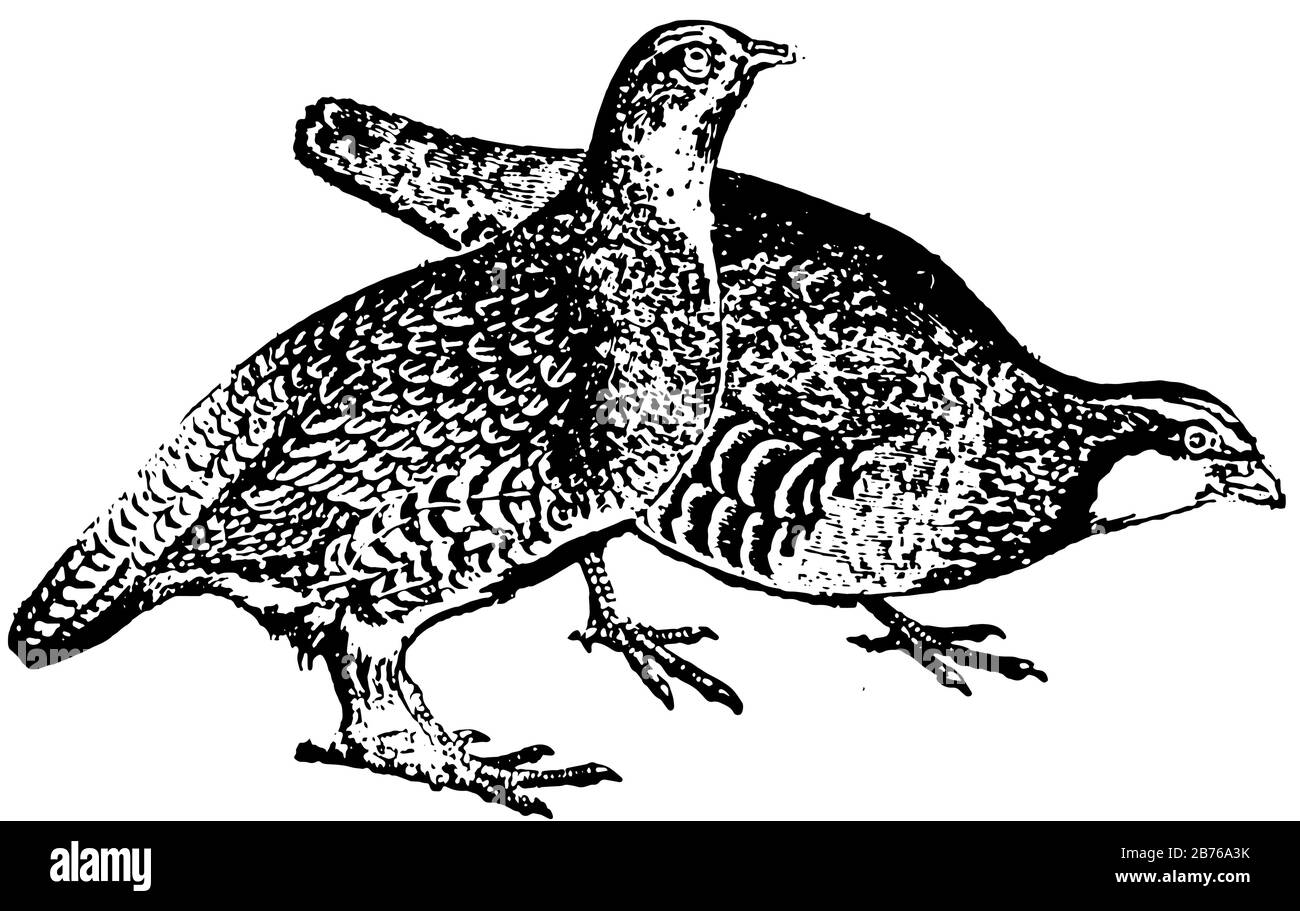 Partridge un oiseau de jeu appartenant à la famille des tétras, dessin de ligne vintage ou illustration de gravure. Illustration de Vecteur