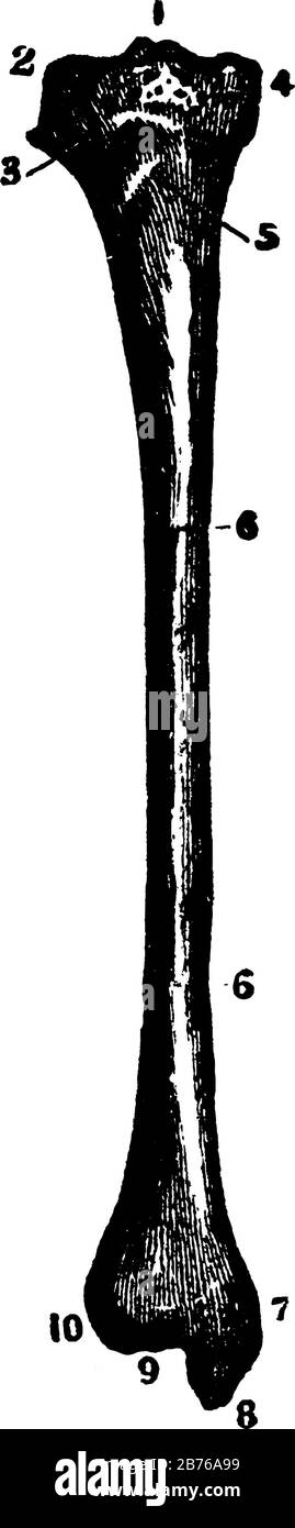 Cette illustration représente Tibia, le dessin de lignes vintage ou l'illustration de gravure. Illustration de Vecteur