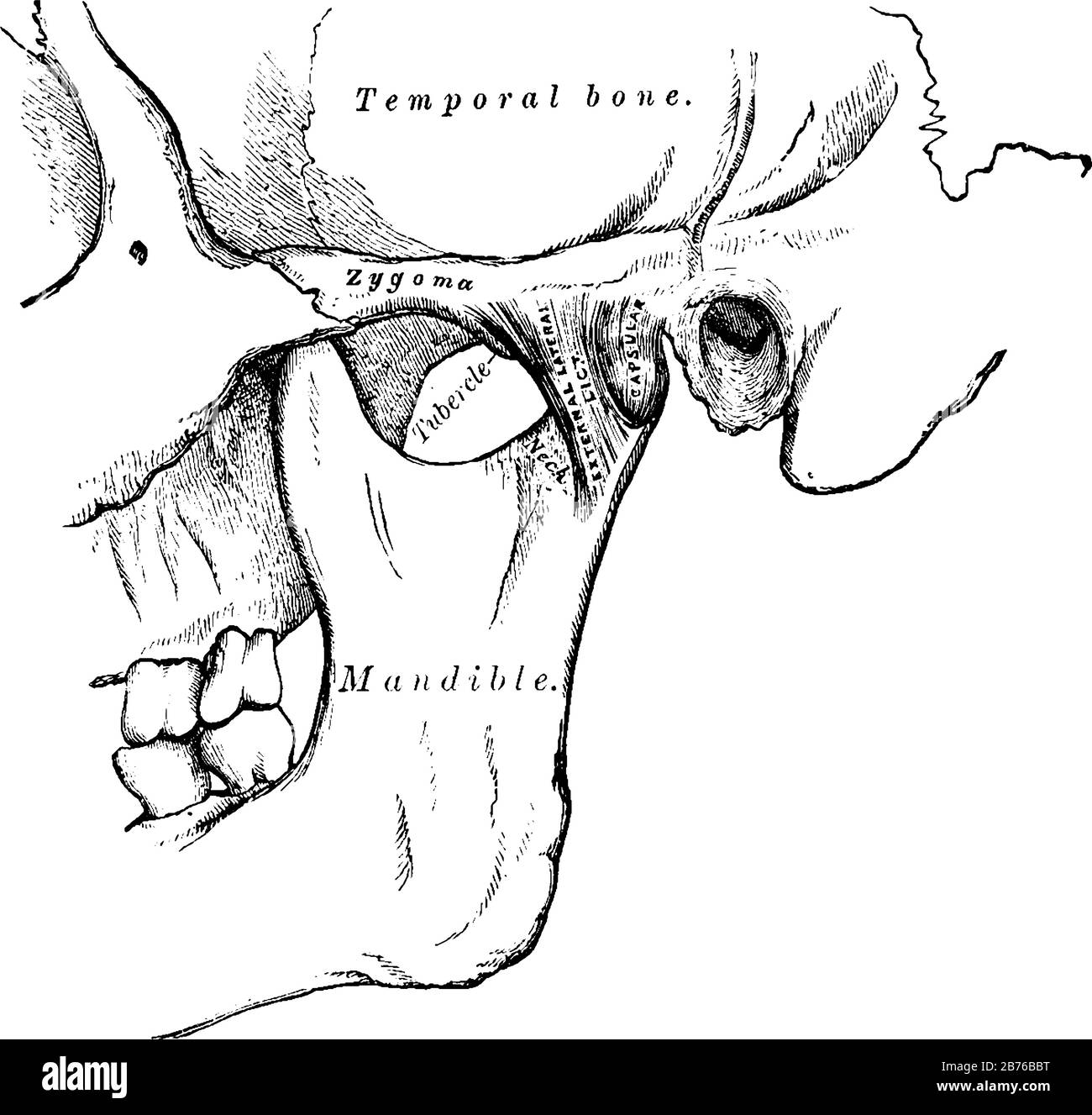 Cette illustration représente une illustration de dessin Temporomandibular, vintage Line ou de gravure. Illustration de Vecteur