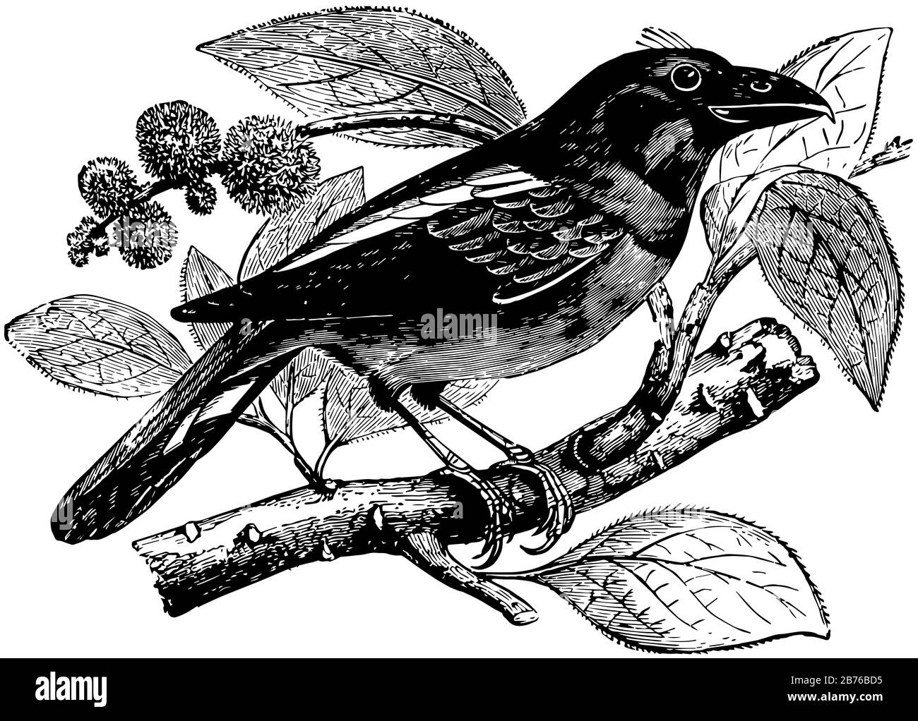 Java Eurylame est un petit oiseau et natif de Java, dessin de ligne vintage ou illustration de gravure. Illustration de Vecteur