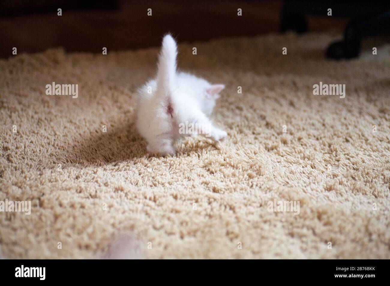 Nouveau Ne Petits Chatons Pour La Premiere Fois Sucer Un Lait De Chats Avec Les Yeux Fermes Les Petits Chatons Albinos Sont Completement Blancs Le Chat A Donne Naissance A Des Chatons Et Nouveau Ne Petits Chatons Pour La Premiere Fois Sucer Un Lait De Chats Avec Les Yeux Fermes Les Petits Chatons Albinos Sont Completement Blancs Le Chat A Donne Naissance A Des Chatons Et