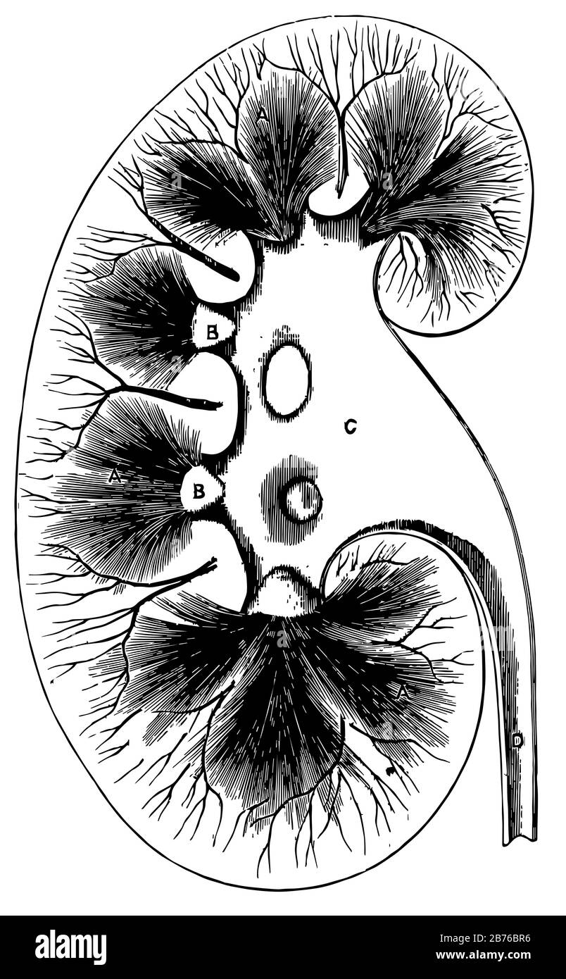 Cette illustration représente Kidney, le dessin de lignes anciennes ou l'illustration de gravure. Illustration de Vecteur