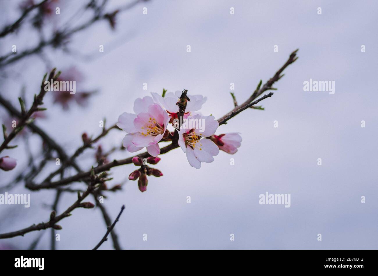 Angle bas près de la branche de l'arbre de fruits en fleurs contre ciel couvert Banque D'Images