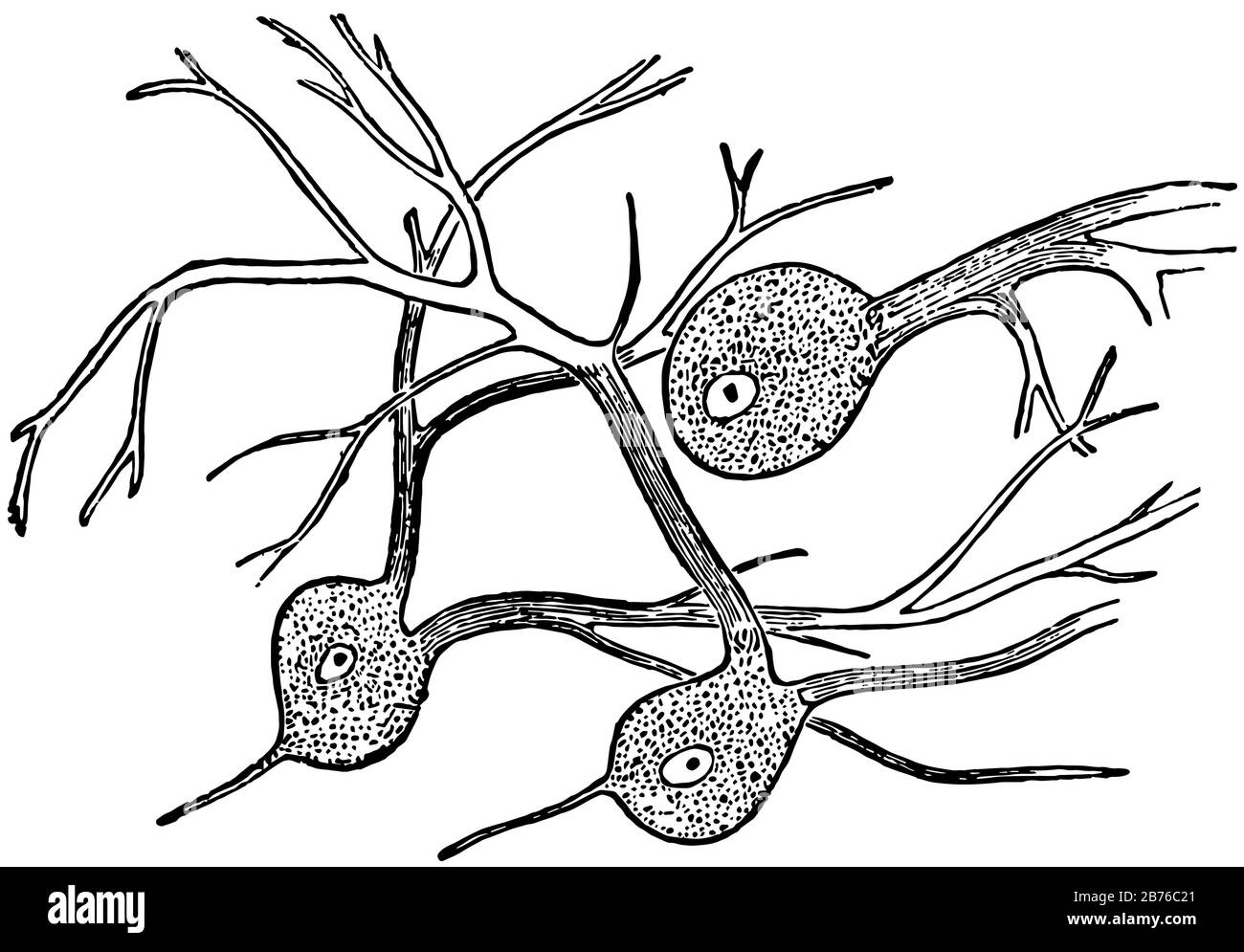 Partout où les cellules nerveuses sont abondantes, le tissu nerveux a une couleur grise dans d'autres endroits, dessin vintage de ligne ou illustration de gravure. Illustration de Vecteur
