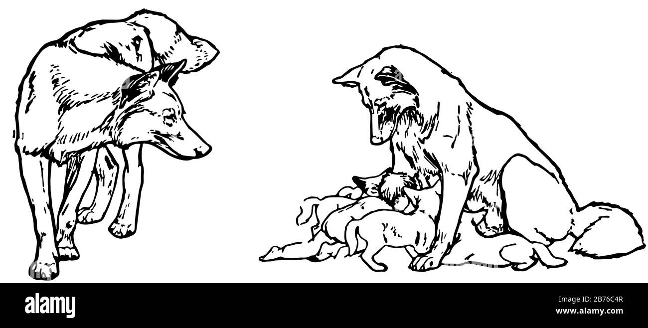 Mowgli S Brothers Cette Photo Montre Un Loup Qui Nourrit Quatre Bebes Loups Un Autre Loup Qui Les Regarde Un Dessin De Ligne Vintage Ou Une Illustration De Gravure Image Vectorielle Stock
