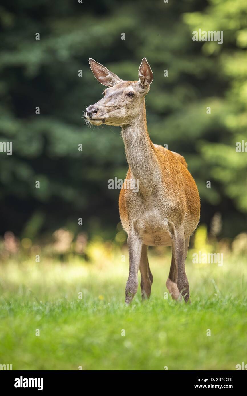 Un arrière de cerf rouge attentif qui se penche de côté et écoute sur un pré en forêt Banque D'Images