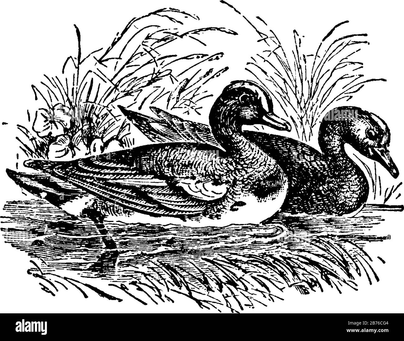 Cette illustration représente Wigeon, le dessin de lignes anciennes ou l'illustration de gravure. Illustration de Vecteur