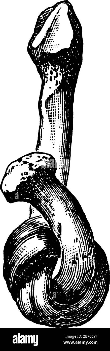 La Fibula attachée à un Khnot après que la Matière minérale a été dissoute par acide, dessin de ligne vintage ou illustration de gravure. Illustration de Vecteur