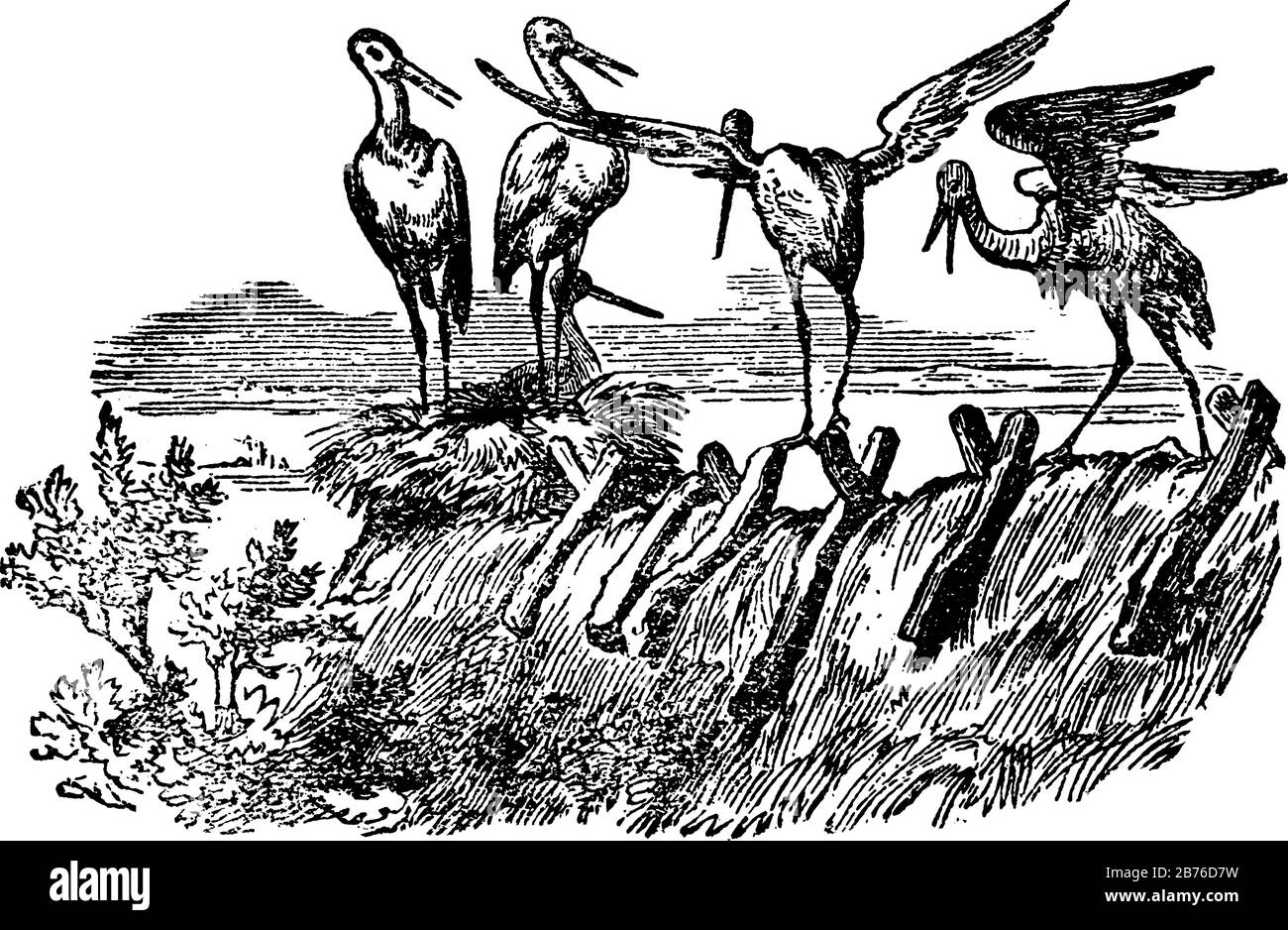 Cinq cigognes, dessin vintage ou illustration de gravure Illustration de Vecteur