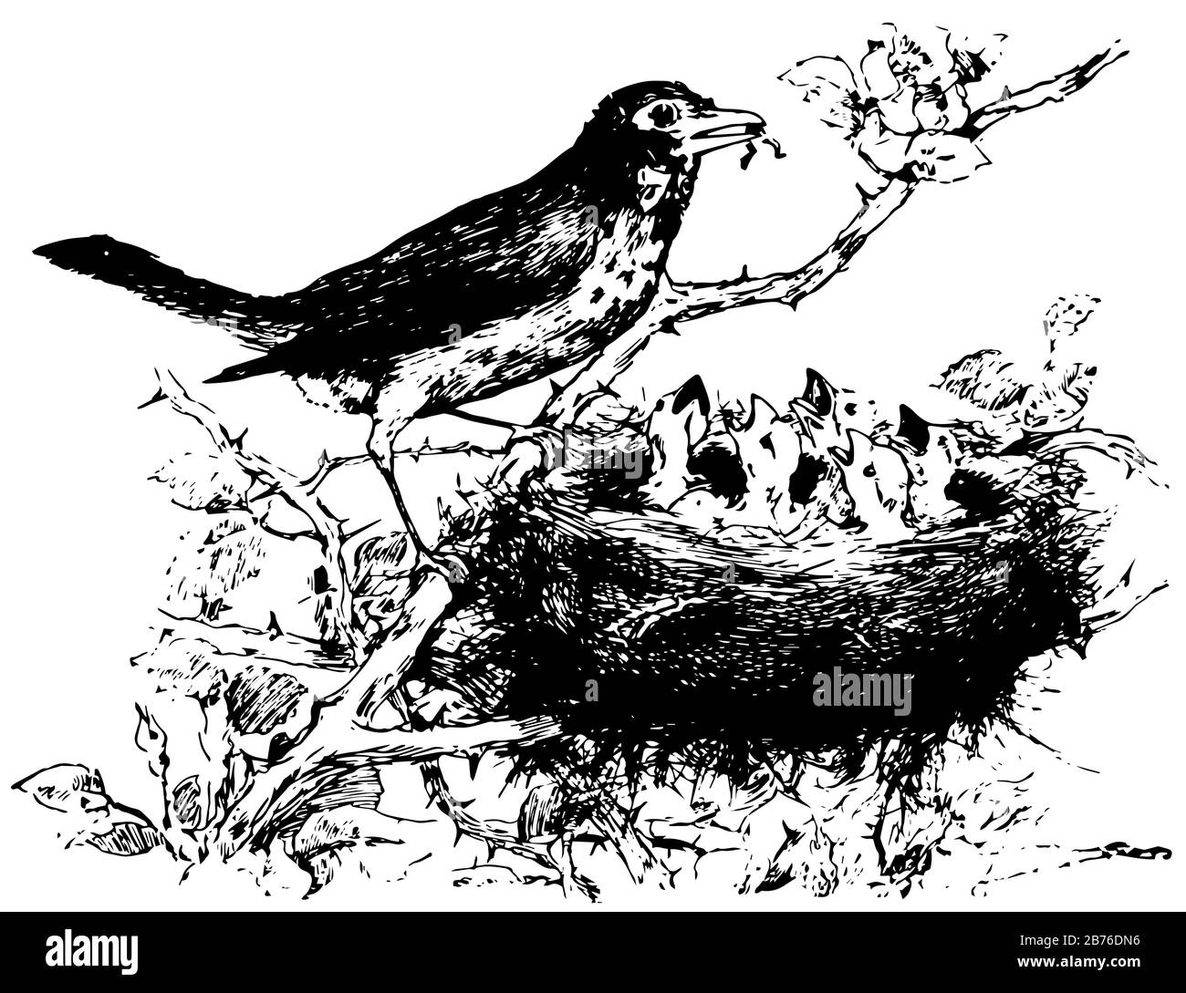 Oiseaux nourrissant ses bébés, dessin vintage de ligne ou gravure illustration. Illustration de Vecteur