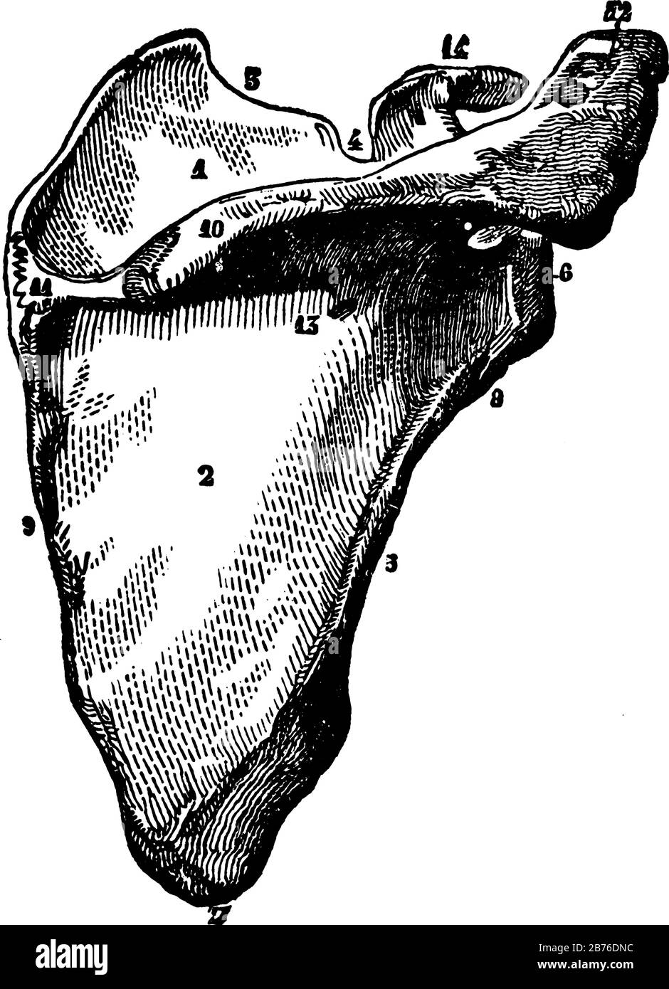 Cette illustration représente la scapula, le dessin de lignes anciennes ou l'illustration de gravure. Illustration de Vecteur
