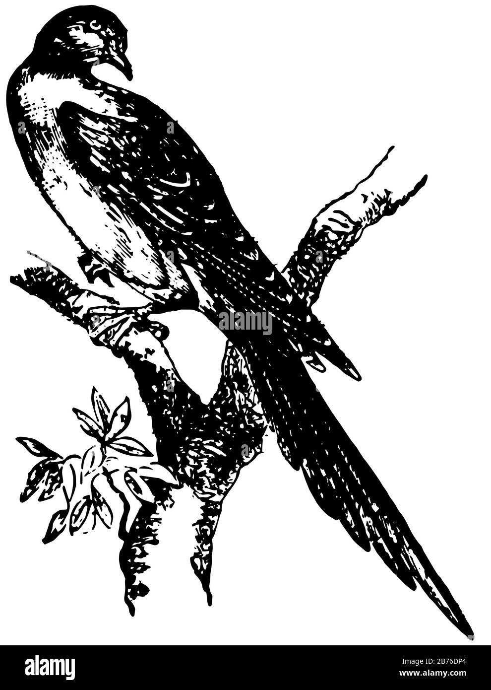 Le pigeon à passagers est une espèce éteinte de pigeon endémique à l'Amérique du Nord, de dessin vintage ou d'illustration de gravure. Illustration de Vecteur