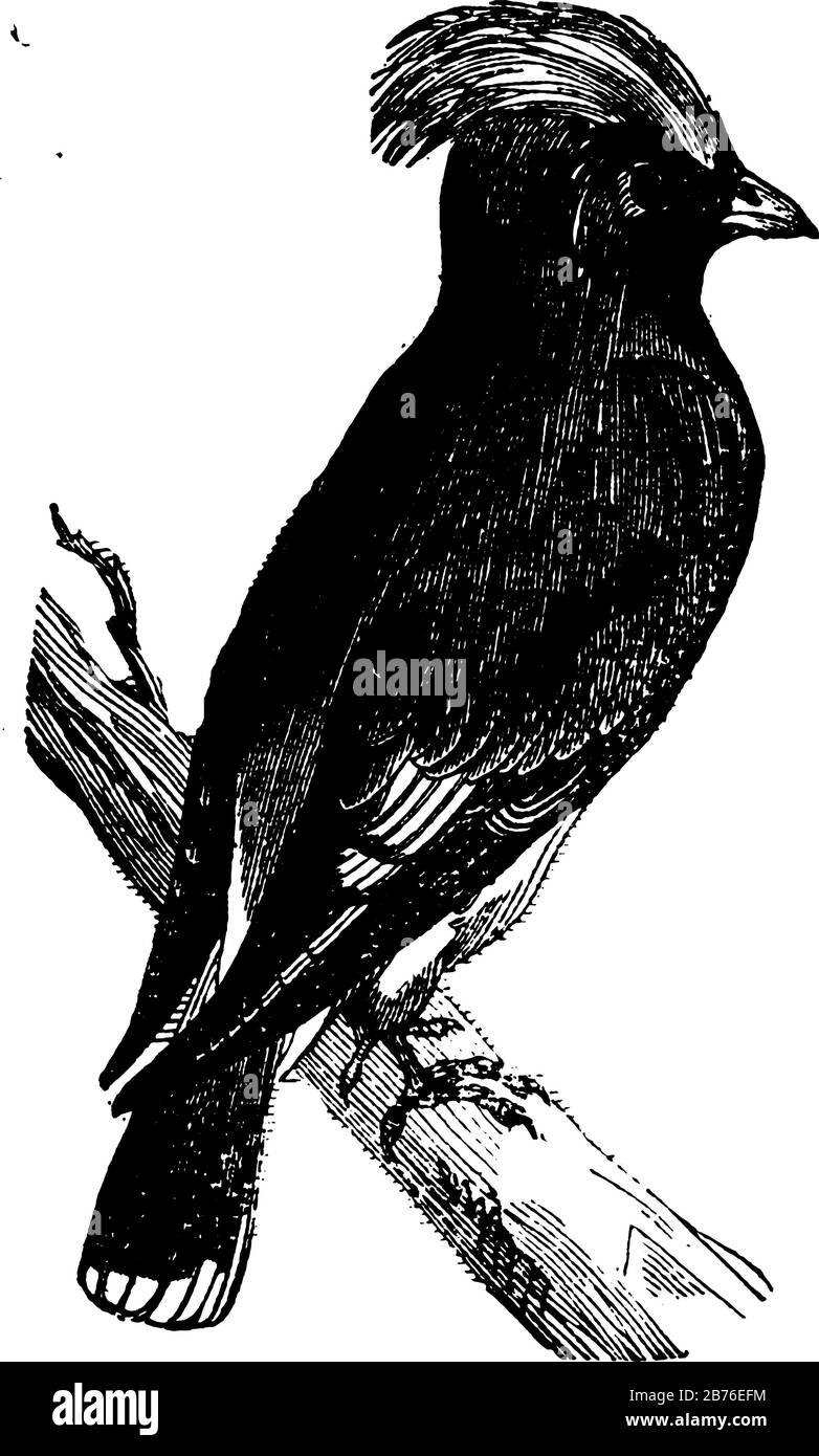 Cette image représente l'illustration de Waxwing, de dessin vintage ou de gravure. Illustration de Vecteur