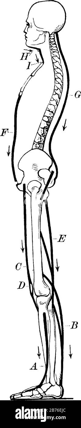 Cette illustration représente Les Muscles debout, le dessin vintage ou l'illustration de gravure. Illustration de Vecteur Cette illustration représente Les Muscles debout, le dessin vintage ou l'illustration de gravure. Illustration de Vecteur
