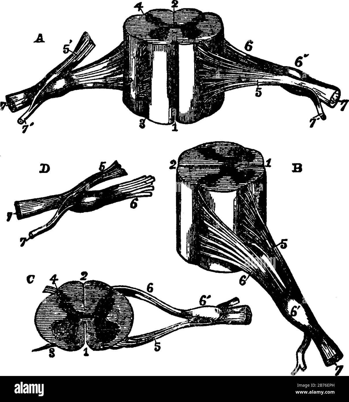Différentes vues d'une partie de la moelle épinière de la région cervicale avec des racines des nerfs légèrement agrandies, dessin ou gravure vintage de ligne Illustration de Vecteur