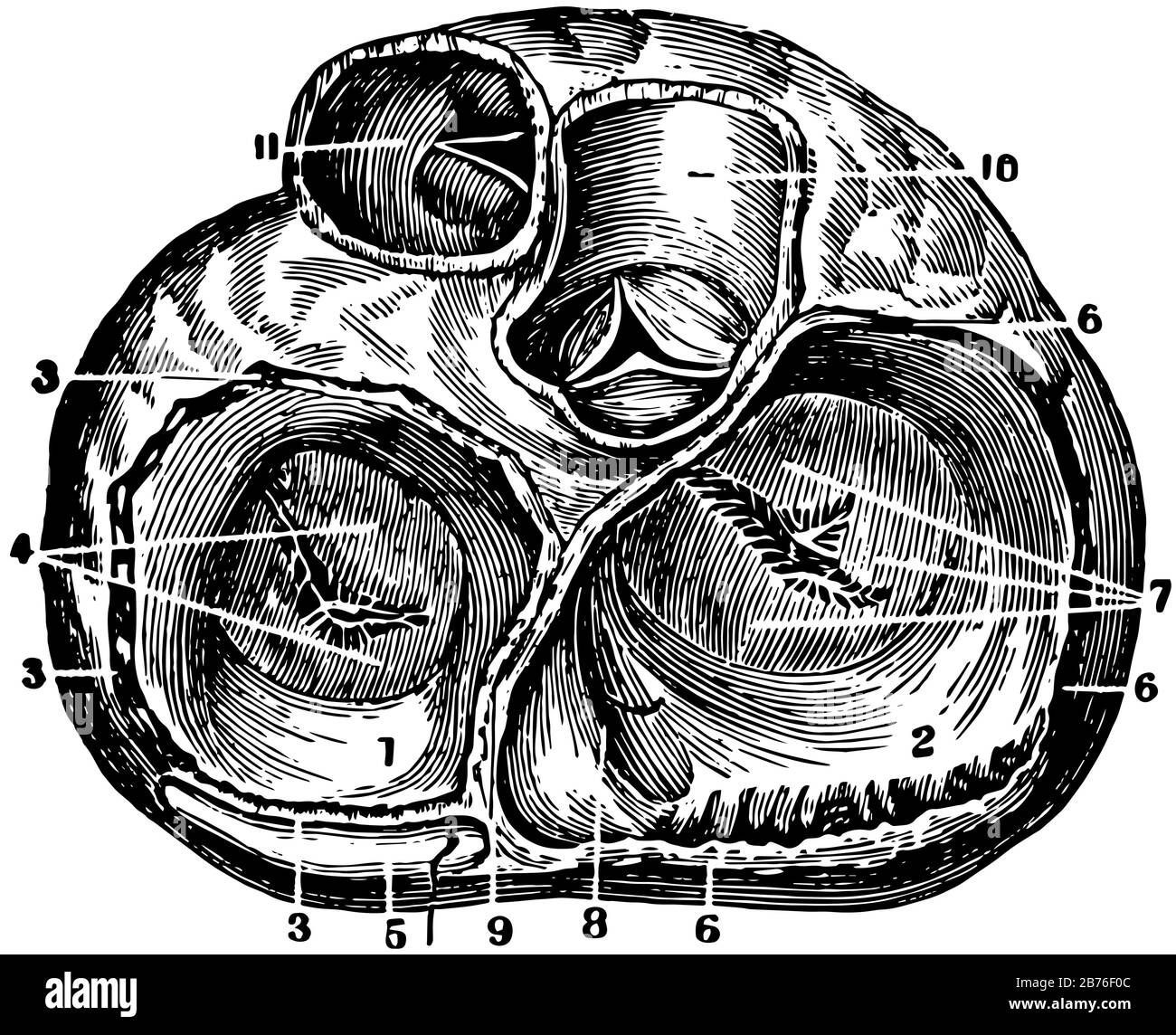Ce diagramme représente une vue verticale des valves auriculoventriculaire et artérielle du cœur, un dessin de ligne vintage ou une illustration de gravure. Illustration de Vecteur