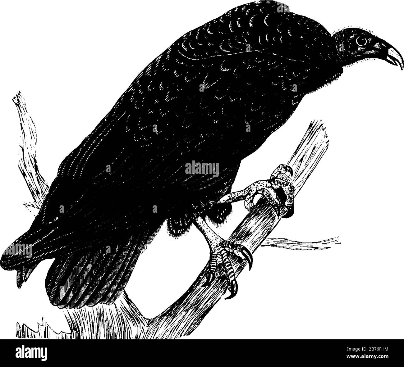 Turquie Buzzard qui habite une variété de zones ouvertes et semi-ouvertes, dessin vintage ou gravure illustration. Illustration de Vecteur