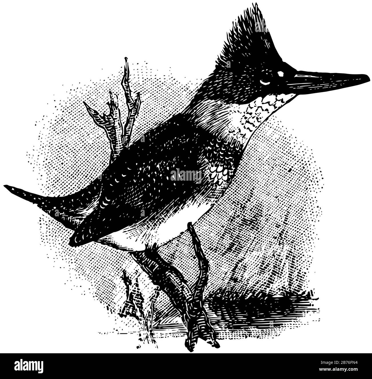 Belted Kingfisher est un oiseau commun en Amérique du Nord, dessin de ligne vintage ou illustration de gravure. Illustration de Vecteur