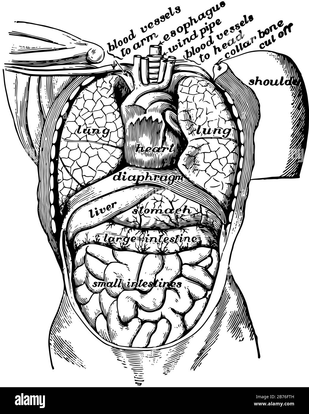 Organes dans la cavité du corps vus de l'avant, dessin de ligne vintage ou illustration de gravure. Illustration de Vecteur