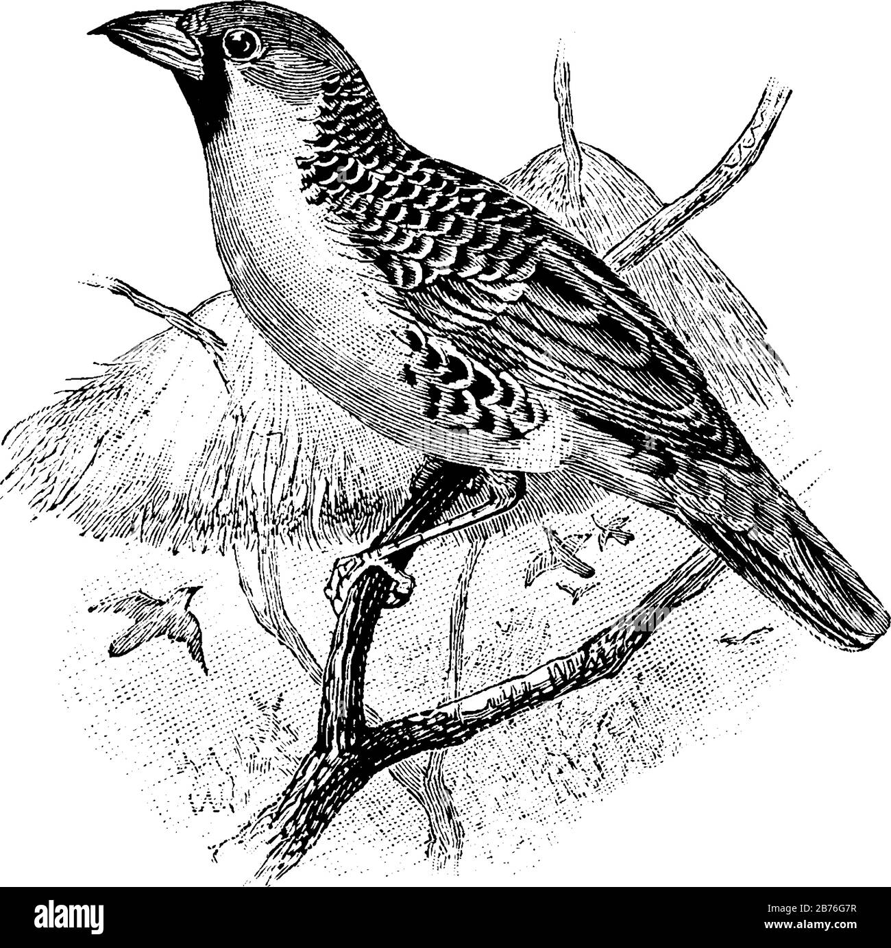Cette image représente Weaver Bird, le dessin vintage ou l'illustration de gravure. Illustration de Vecteur
