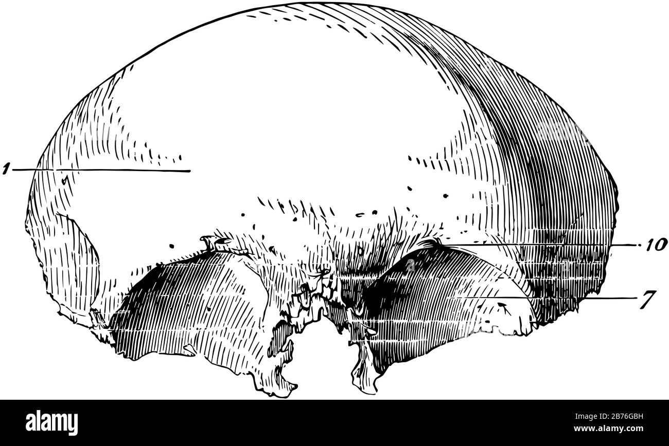Cette illustration représente l'os frontal du crâne humain, le dessin de ligne vintage ou l'illustration de gravure. Illustration de Vecteur