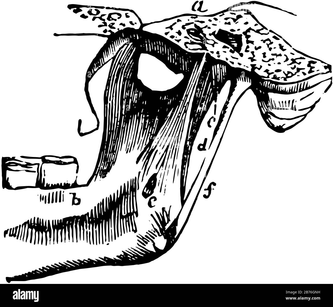 Cette illustration représente L'articulation Temporo mandibulaire, le dessin de lignes anciennes ou l'illustration de gravure Illustration de Vecteur