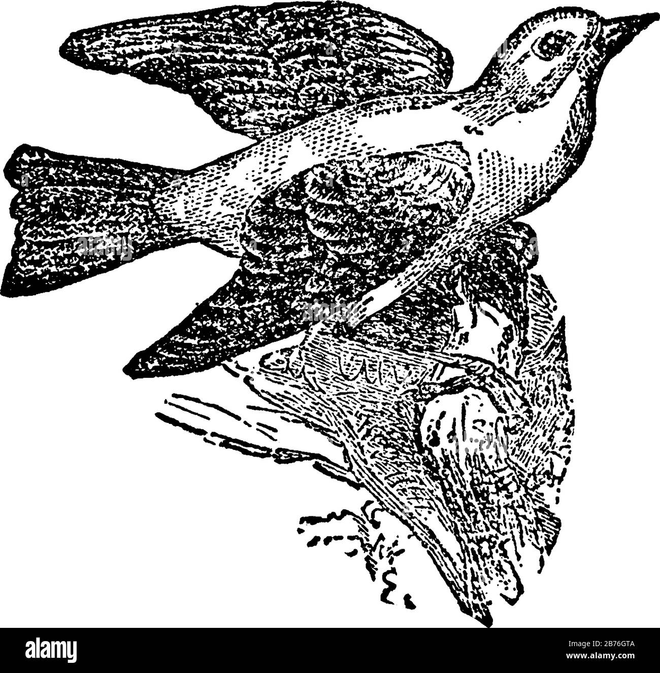 Tanager est un genre d'oiseaux appartenant à la famille finch, dessin de ligne vintage ou illustration de gravure. Illustration de Vecteur