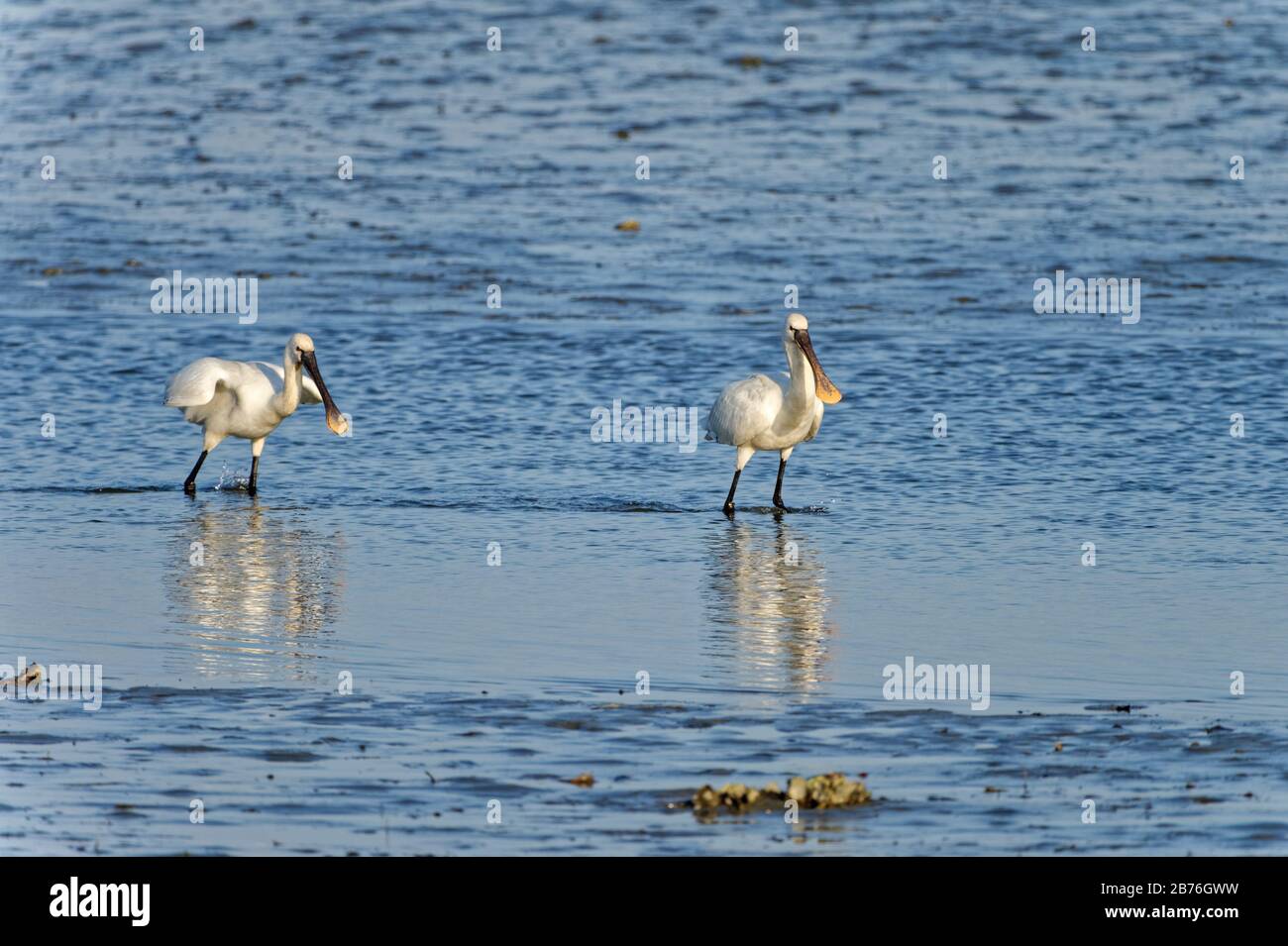 Platalea leucorodia, une poonbill commune, se nourrissant sur un plat boueux, Fukuoka, Japon Banque D'Images