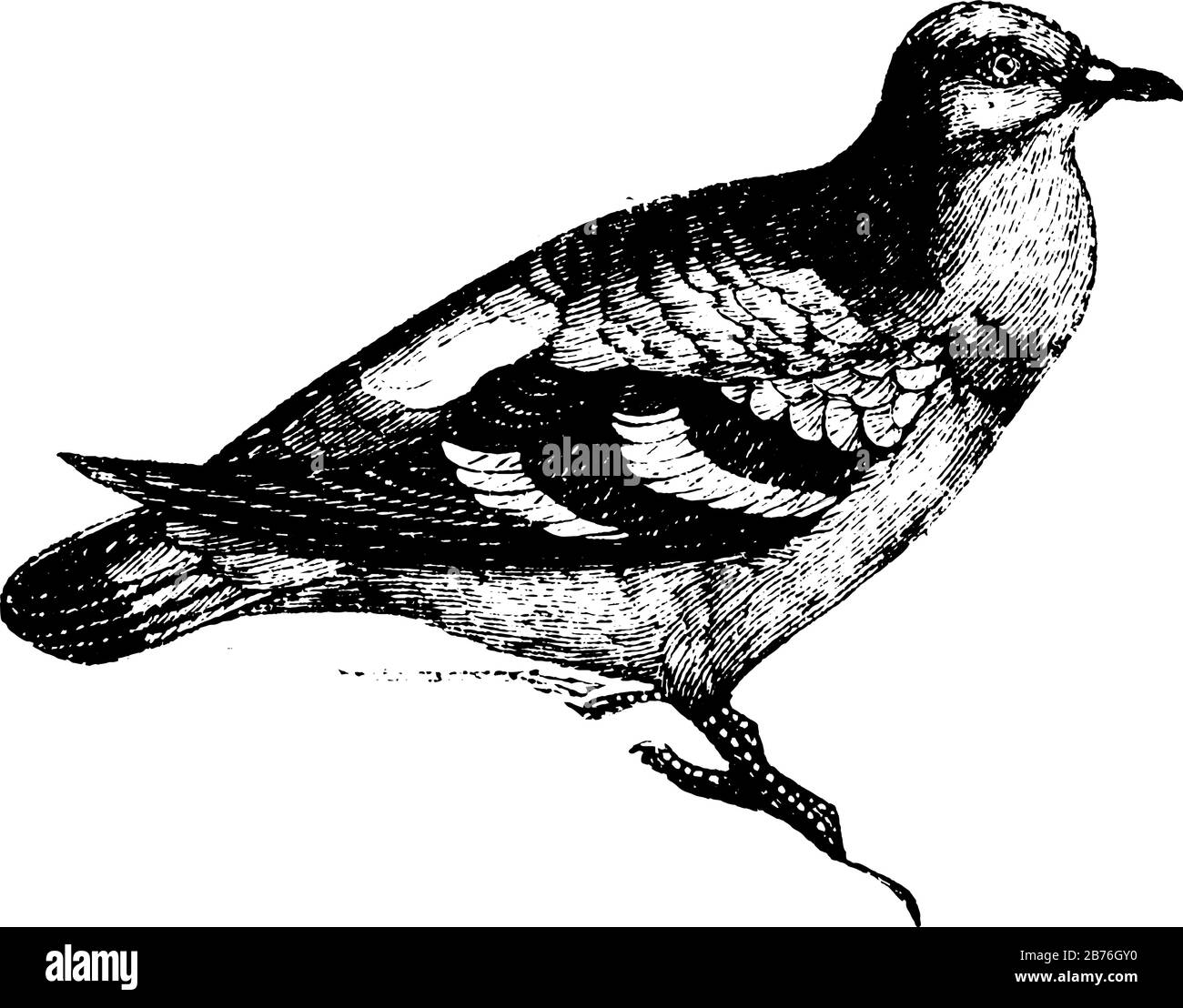 Le pigeon de bois est gris clair avec des reflets de couleur bleu et rose, un dessin de ligne vintage ou une illustration de gravure. Illustration de Vecteur