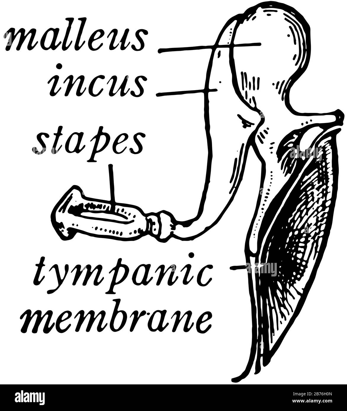 À travers l'oreille moyenne, une chaîne de trois petits os s'étire de la membrane tympanique à l'oreille interne, le dessin de ligne vintage ou la gravure illustrati Illustration de Vecteur À travers l'oreille moyenne, une chaîne de trois petits os s'étire de la membrane tympanique à l'oreille interne, le dessin de ligne vintage ou la gravure illustrati Illustration de Vecteur