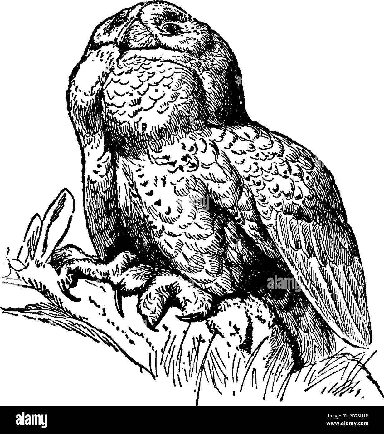 Super chasse à la chouette des neiges dans l'illustration du crépuscule, du dessin vintage ou de la gravure. Illustration de Vecteur