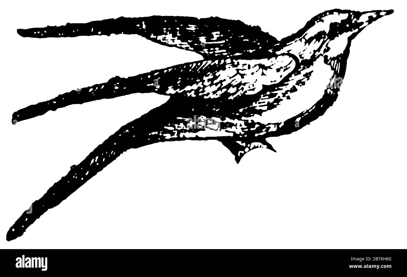 Bee eater se déplace dans de grands troupeaux pendant la migration, le dessin de ligne vintage ou l'illustration de gravure. Illustration de Vecteur