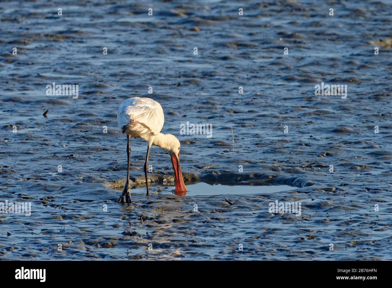Platalea leucorodia, une poonbill commune, se nourrissant sur un plat boueux, Fukuoka, Japon Banque D'Images