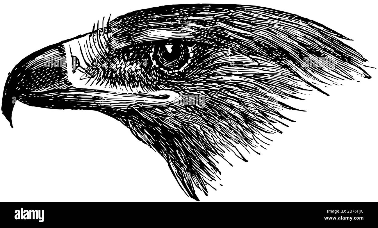 Cette image représente la tête d'aigle doré, le dessin de ligne vintage ou l'illustration de gravure. Illustration de Vecteur