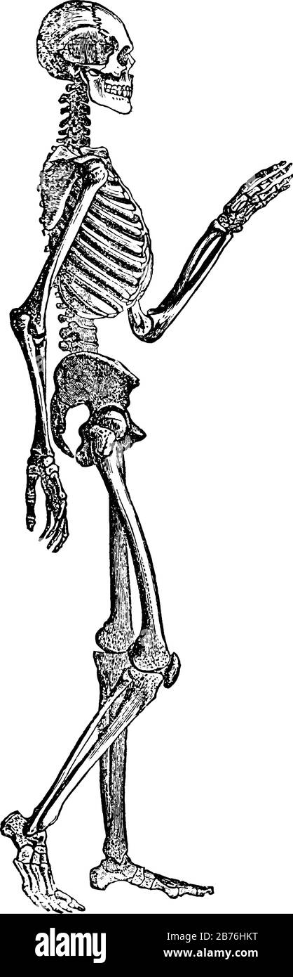 Cette illustration représente le squelette humain, le dessin de ligne vintage ou l'illustration de gravure. Illustration de Vecteur