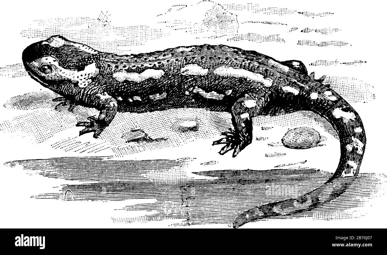 Salamandre à pois avec des taches jaunes sur son dos, dessin de ligne vintage ou illustration de gravure. Illustration de Vecteur