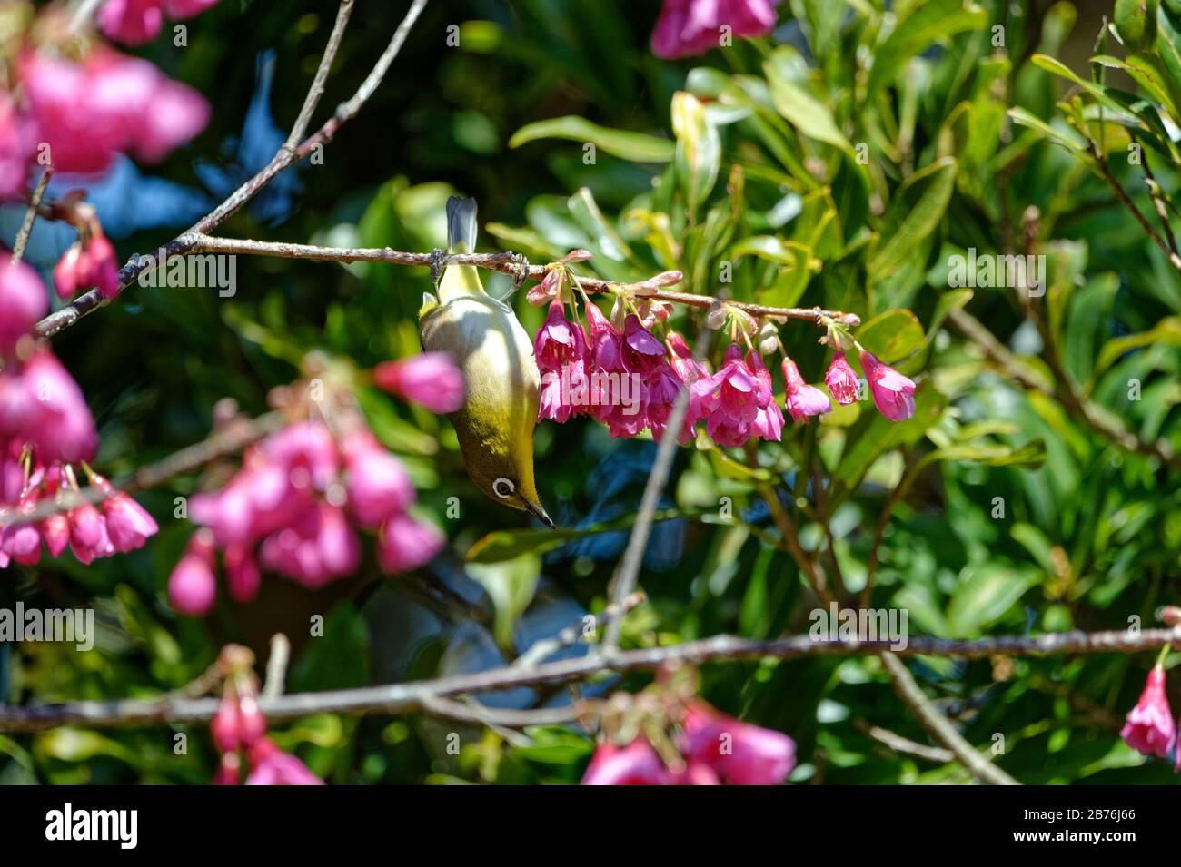 Warbling White-eye Zosterops japonicus sur un arbre dans le mont Kagami à Karatsu, Japon Banque D'Images