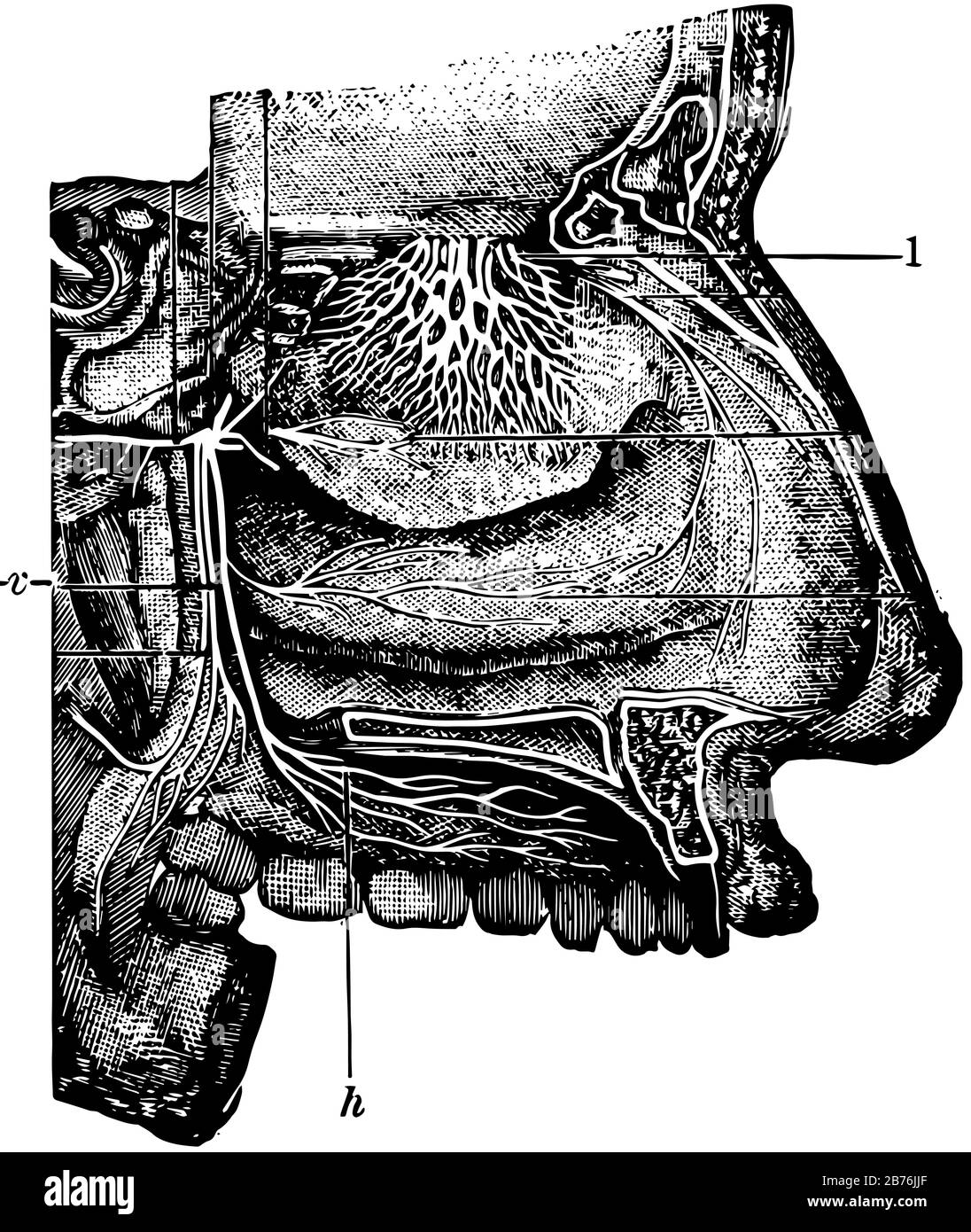 Cette illustration représente l'empreinte nasal, le dessin de lignes anciennes ou l'illustration de gravure. Illustration de Vecteur
