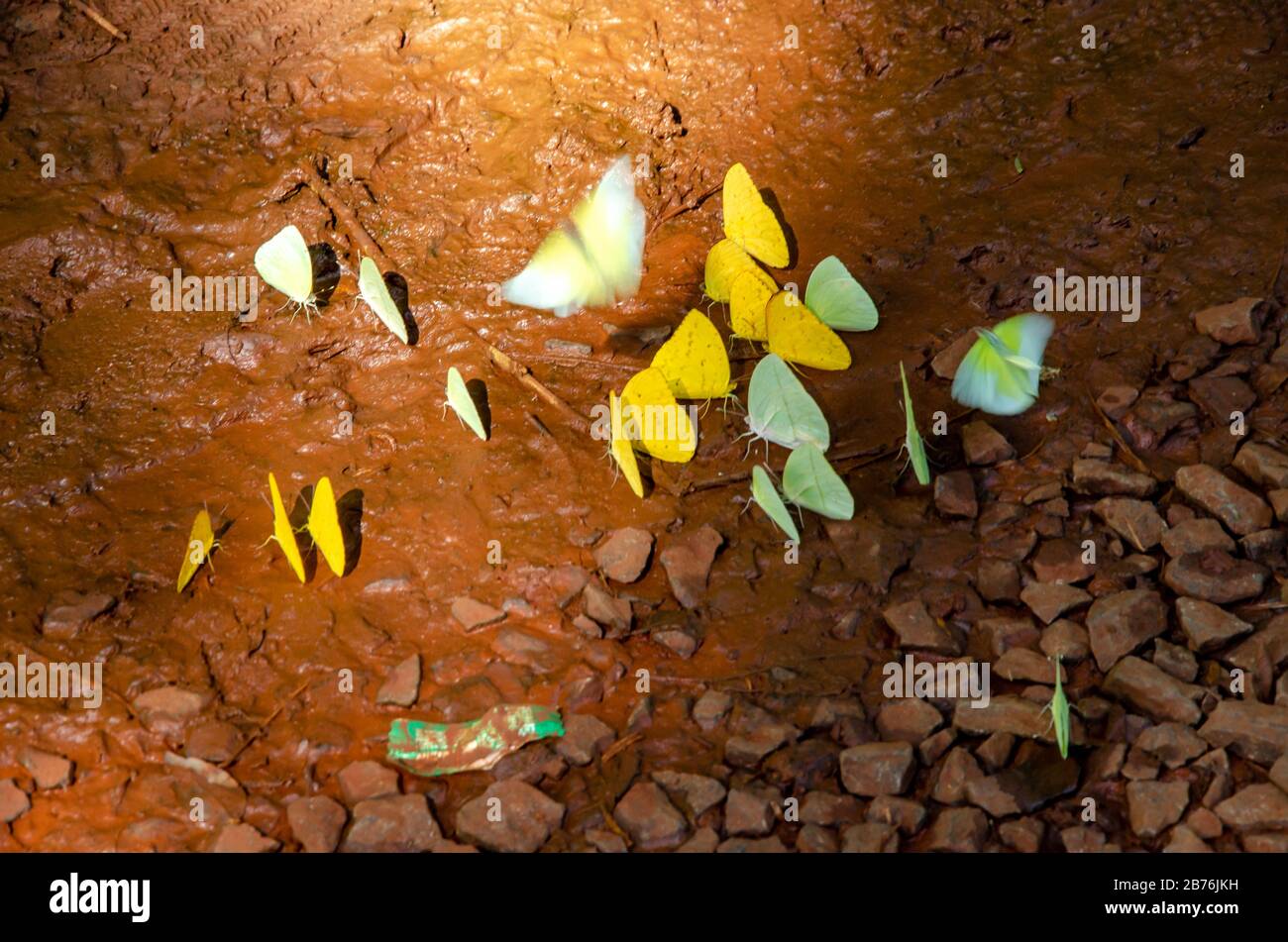 Bouquet de papillons de couleur jaune, verte et blanche qui volent autour d'une flaque éclairée par un rayon de soleil Banque D'Images