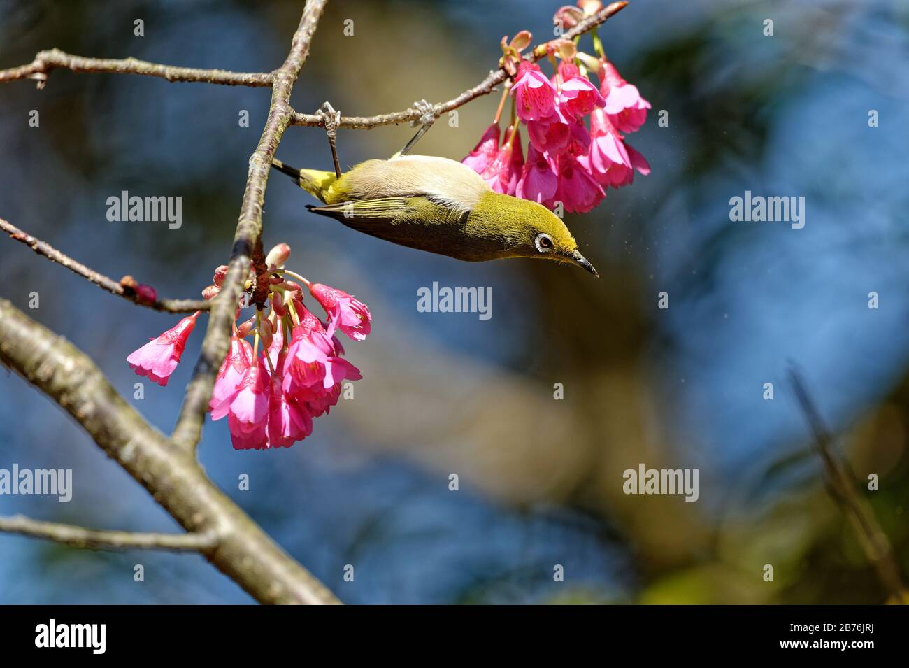 Warbling White-eye Zosterops japonicus sur un arbre dans le mont Kagami à Karatsu, Japon Banque D'Images