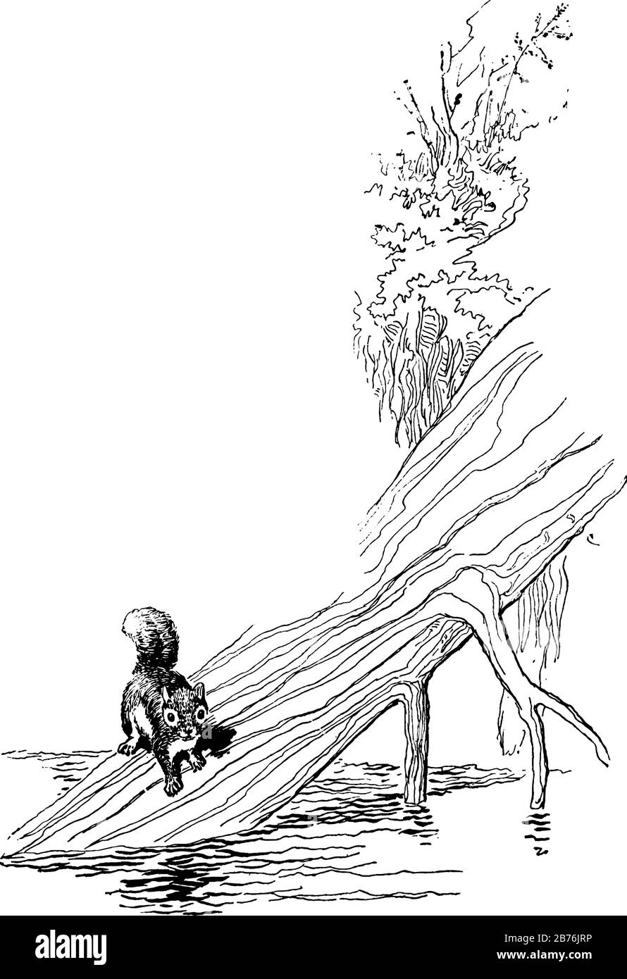 L'écureuil est là dans ce cadre, son cadre naturel, le dessin vintage de ligne ou l'illustration de gravure. Illustration de Vecteur